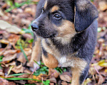 Собаки в Воронеже: Щенок в добрые руки Девочка, Бесплатно - фото 2