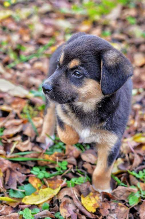 Собаки в Воронеже: Щенок в добрые руки Девочка, Бесплатно - фото 2