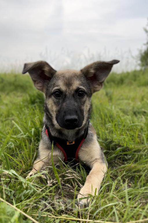 Собаки в Москве: САМБУКА. Умная и ласковая малышка. Девочка, 1 руб. - фото 4