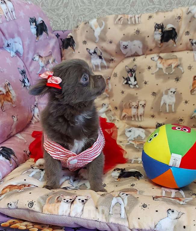 Собаки в Новосибирске: Девочка Чихуахуа Девочка, Бесплатно - фото 1