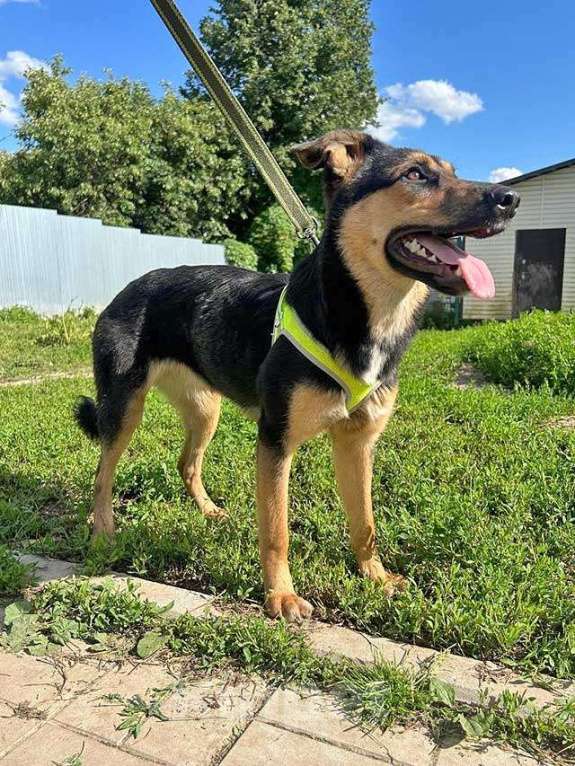 Собаки в Москве: Чудесная ласковая молодая собачка Клепа ищет дом Девочка, Бесплатно - фото 4