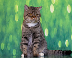 Кошки в Москве: Важный и ласковый кот Ося ищет дом Мальчик, Бесплатно - фото 2