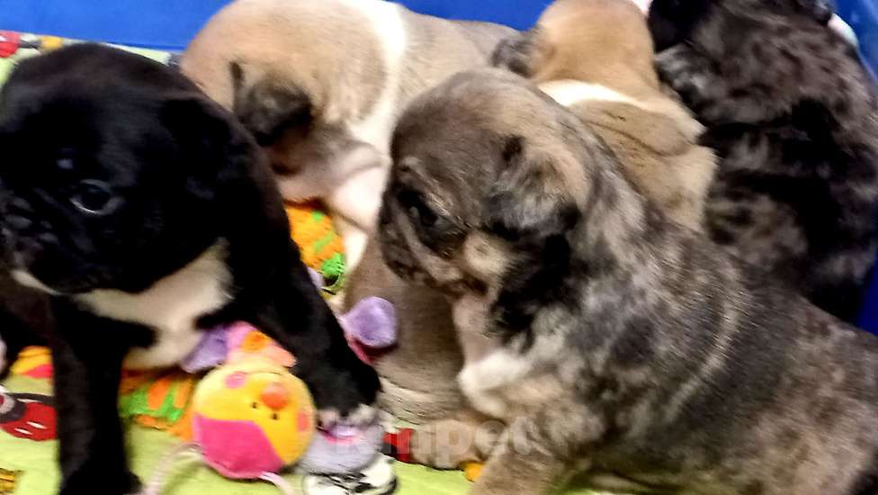 Собаки в Красногорске: Мопсики редких окрасов  Девочка, 70 000 руб. - фото 4