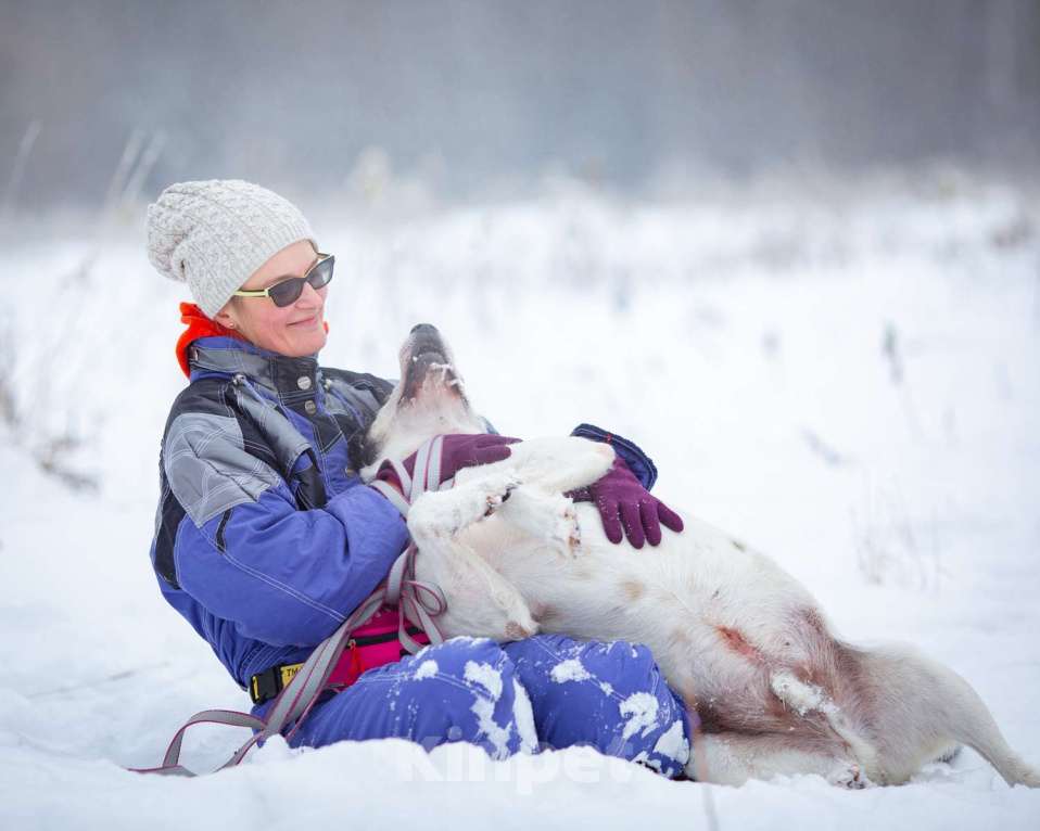 Собаки в Химках: Терьеристый мальчишка в добрые руки Мальчик, Бесплатно - фото 4