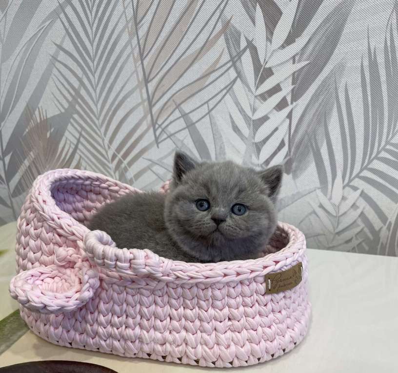 Кошки в Санкт-Петербурге: Британская девочка Велла Девочка, 45 000 руб. - фото 3