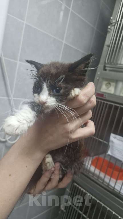 Кошки в Севастополе: Отдадим малыша в хорошие руки Мальчик, Бесплатно - фото 2