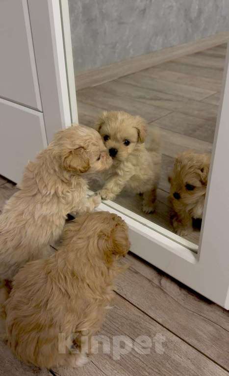 Собаки в Саратове: Мальчик Мальтипу  Мальчик, 120 000 руб. - фото 2