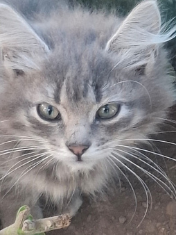 Котенок