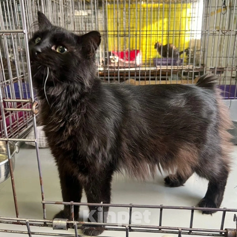 Кошки в Москве: Котику отрубили хвостик Мальчик, Бесплатно - фото 4