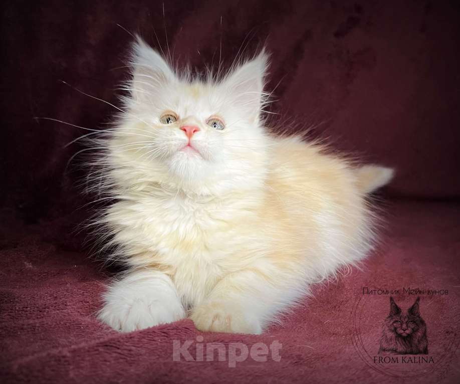 Кошки в Санкт-Петербурге: Котенок мейн-куна  Мальчик, 45 000 руб. - фото 1