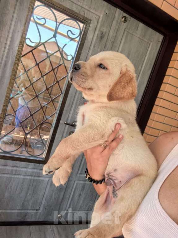 Собаки в Краснодаре: Щенок лабрадора  Мальчик, 35 000 руб. - фото 4