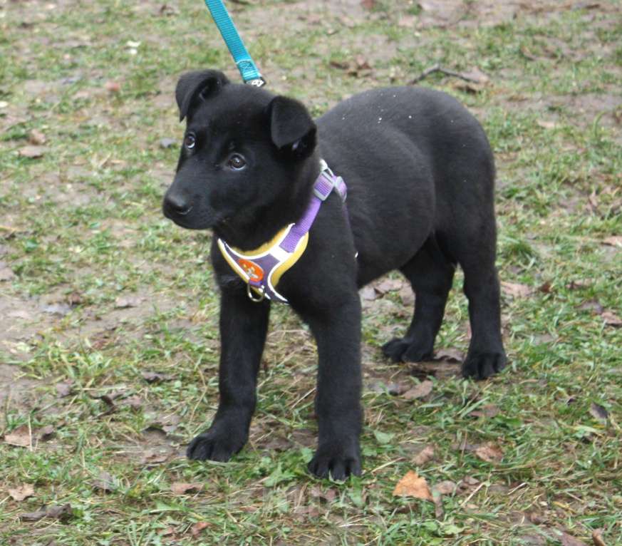 Собаки в Москве: Нежная малышка Пума ищет свою любящую семью! Девочка, Бесплатно - фото 2