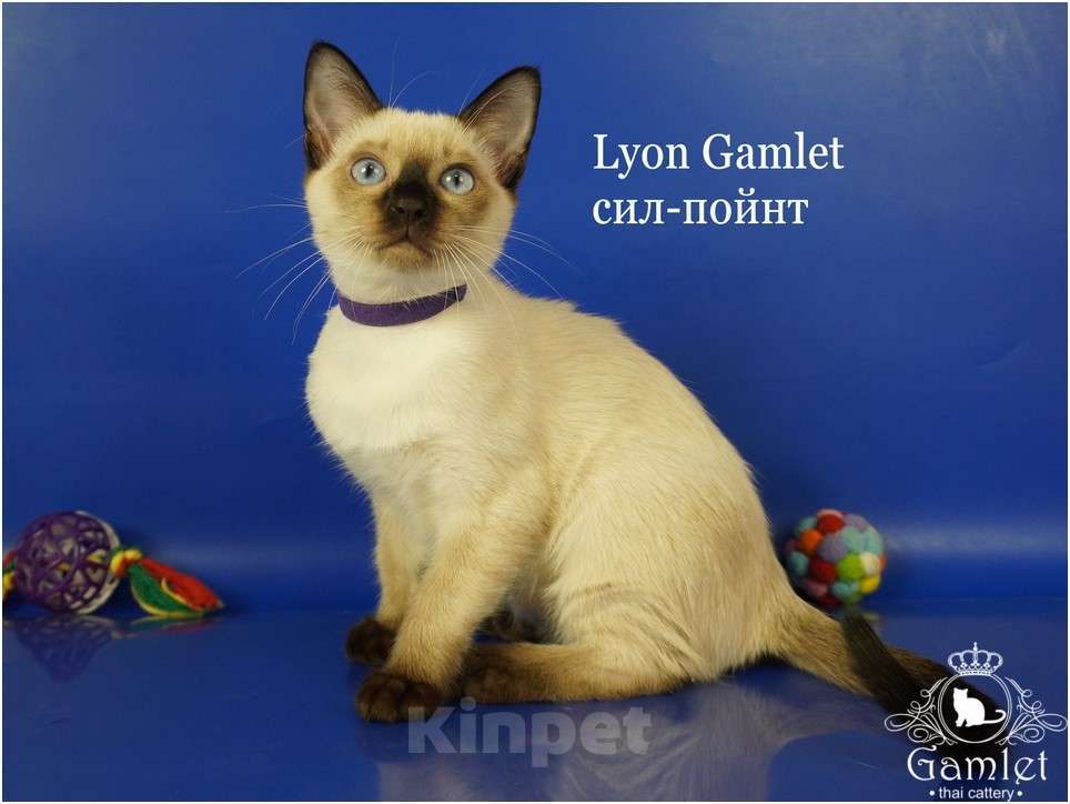 Кошки в Москве: Тайские породистые котята из питомника ГАМЛЕТ Мальчик, 60 000 руб. - фото 4