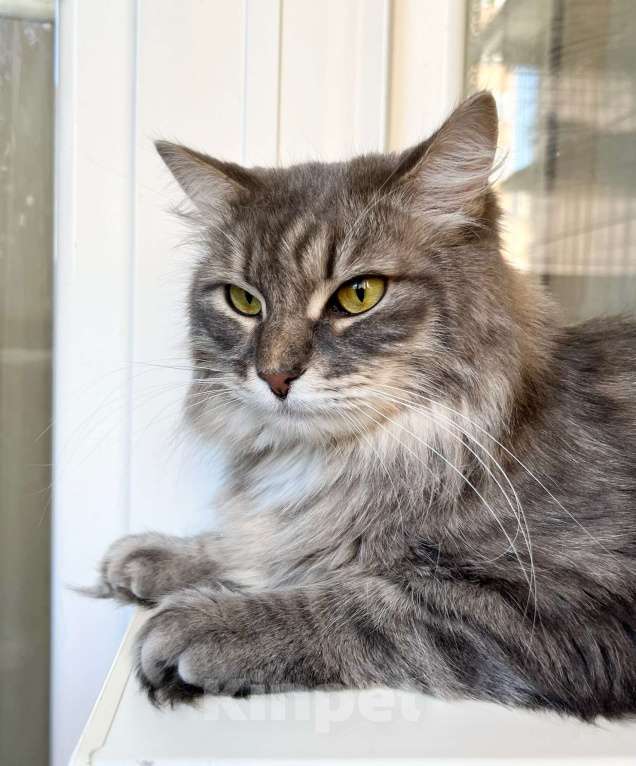 Кошки в Москве: Пушистый кот Цезарь в добрые руки  Мальчик, Бесплатно - фото 9