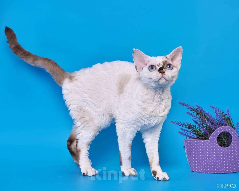 Кошки в Москве: Котенок Девон Рекс Ясмина Девочка, 60 000 руб. - фото 9