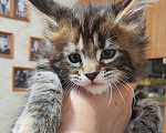 Кошки в Озерске: Ласковая и игривая кошечка Девочка, 35 000 руб. - фото 1