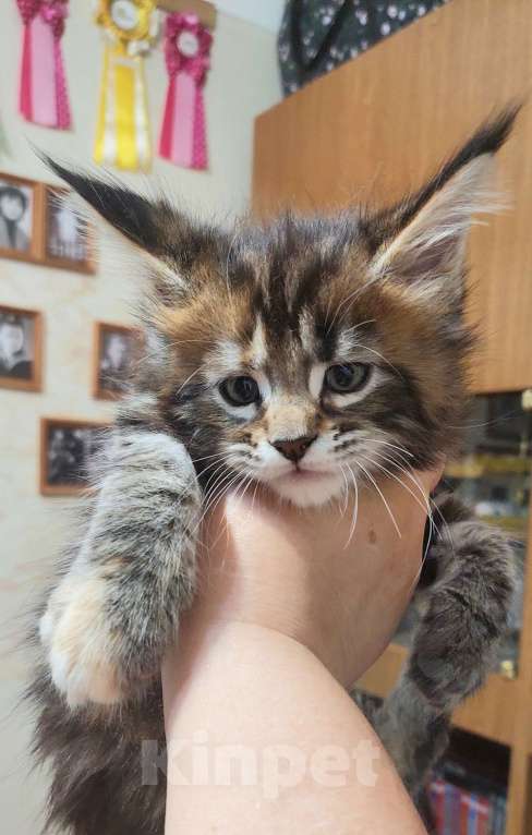 Кошки в Озерске: Ласковая и игривая кошечка Девочка, 35 000 руб. - фото 1