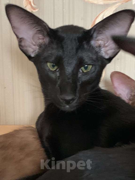 Кошки в Москве: Ориентальный котик Мальчик, 50 000 руб. - фото 2