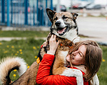Собаки в Москве: Собака в добрые руки Мальчик, Бесплатно - фото 4