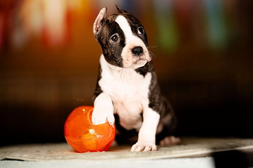 Классная Матрешка для активного владельца.