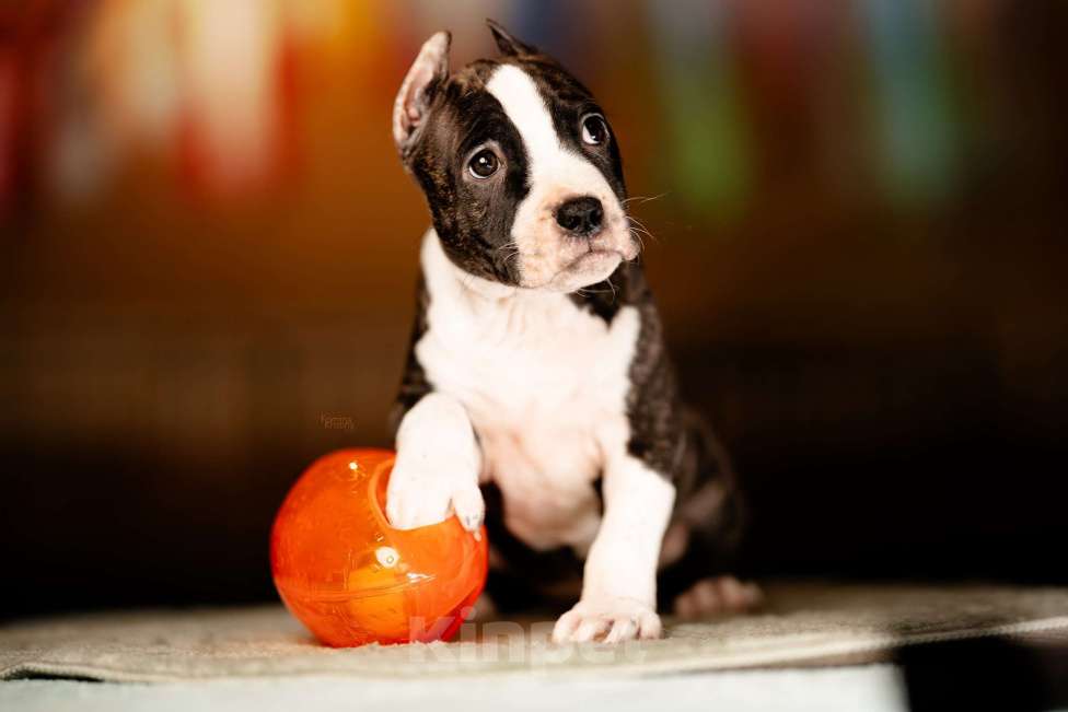 Собаки в Москве: Классная Матрешка для активного владельца. Девочка, 60 000 руб. - фото 1