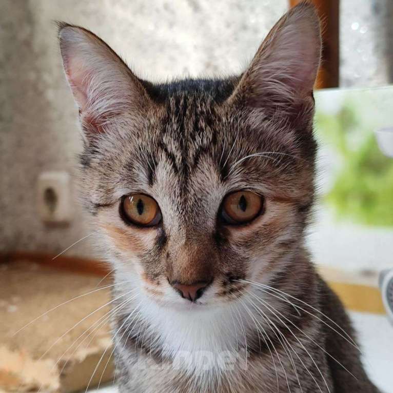 Кошки в Москве: Маленькая Маруня ищет домик Девочка, Бесплатно - фото 3