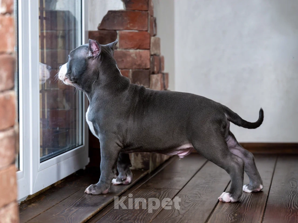 Собаки в Воронеже: Американский Булли стандарт Мальчик, Бесплатно - фото 4