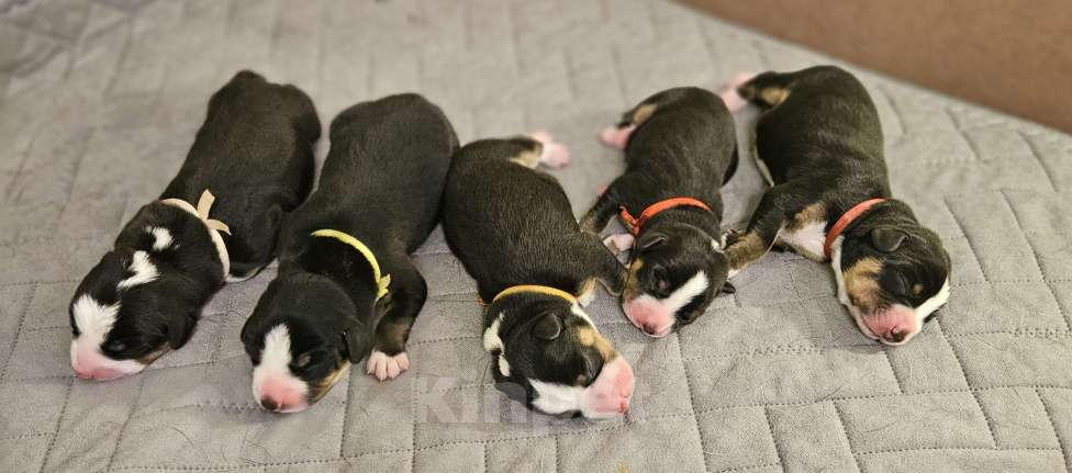 Собаки в Москве: Щенок Энтлебухер Зенненхунд  Девочка, 70 000 руб. - фото 5