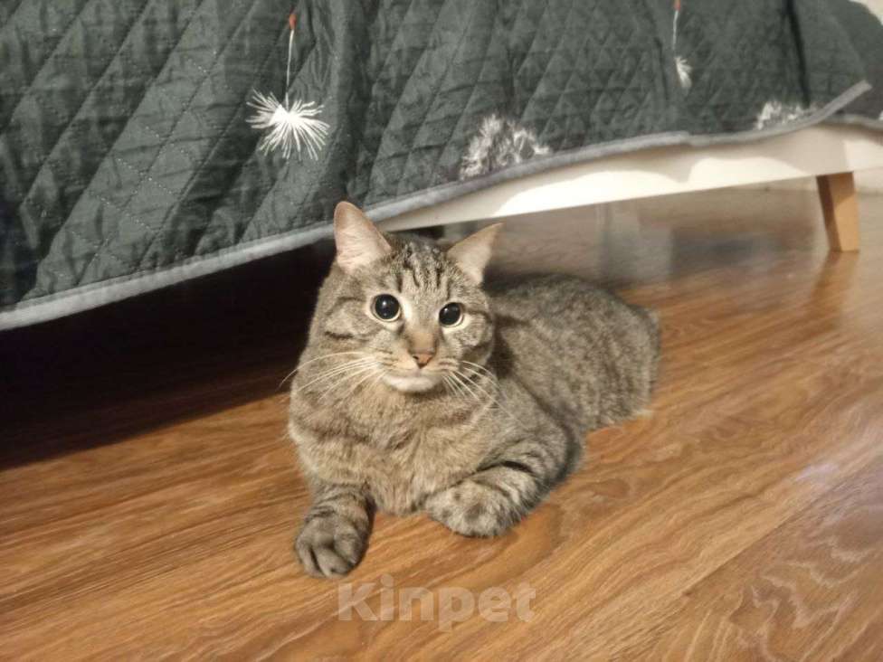 Кошки в Екатеринбурге: Отдам молодого кота в добрые руки Мальчик, Бесплатно - фото 1