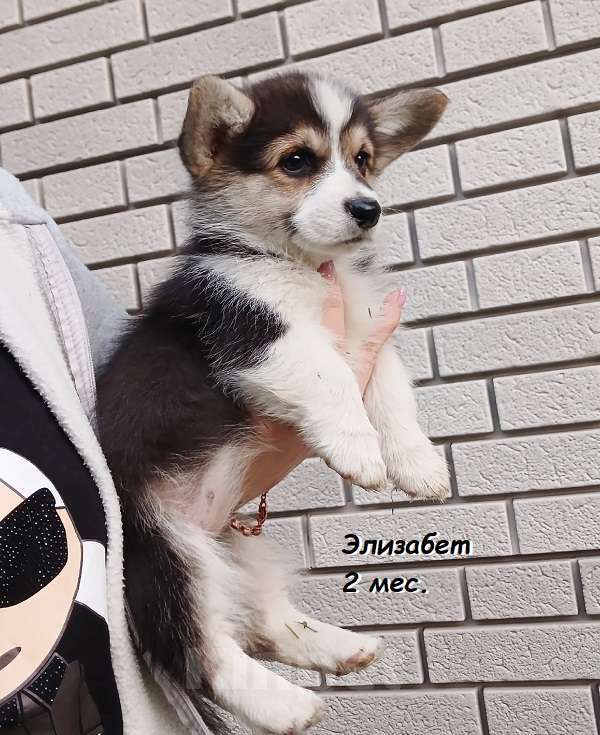 Собаки в Екатеринбурге: Очаровательная Вельш-корги Пемброк Элизабет Девочка, 55 000 руб. - фото 3