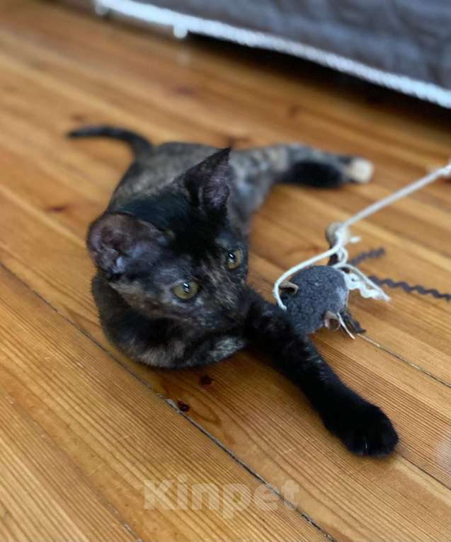 Кошки в Санкт-Петербурге: Красавица-гречанка Искра ищет добрые руки Девочка, 1 руб. - фото 3