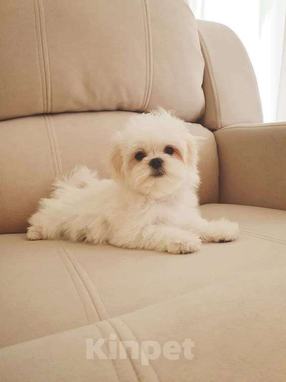 Собаки в Москве: Щенки Мальтезе  Девочка, 120 000 руб. - фото 3