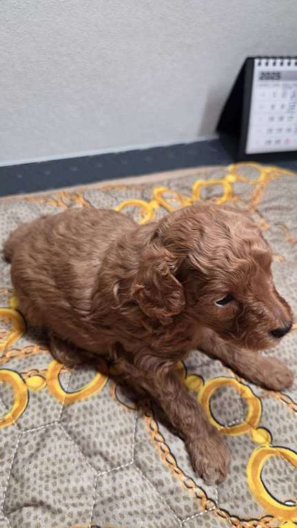 Собаки в Москве: Продаю щенка  Девочка, 40 000 руб. - фото 1