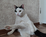 Кошки в Томске: Кот ищет дом Мальчик, Бесплатно - фото 7