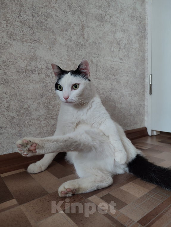 Кошки в Томске: Кот ищет дом Мальчик, Бесплатно - фото 7