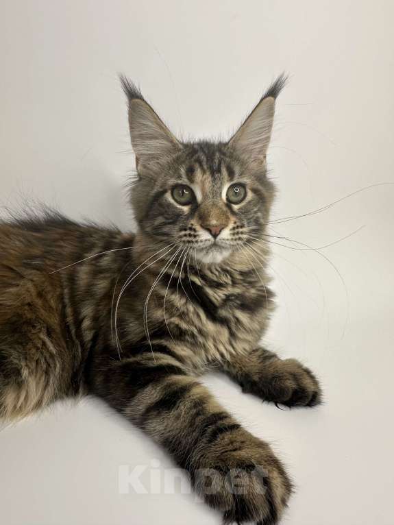 Кошки в Москве: Мейн-кун котенок Девочка, 25 000 руб. - фото 2