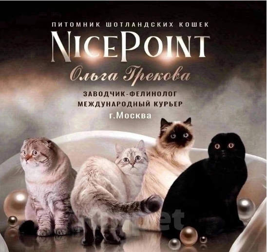 Кошки в Москве: Скоттиш фолд сил Пойнт девочка Девочка, 50 000 руб. - фото 3