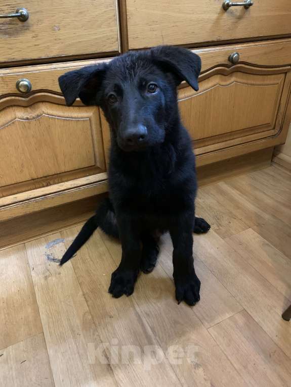 Собаки в Владикавказе: Продаем чистопородных  щенков немецких овчарок  Мальчик, 20 000 руб. - фото 3