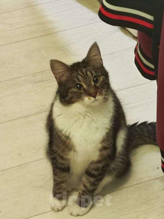 Кошки в Санкт-Петербурге: Ищем лучший дом для прекрасной кошечки Девочка, Бесплатно - фото 6