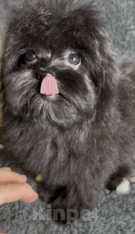 Собаки в Москве: Помапу девочка чёрная  Девочка, 50 000 руб. - фото 2