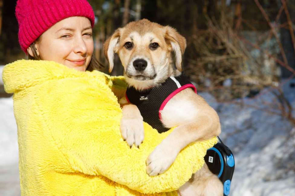 Собаки в Москве: Лилуша ищет дом Девочка, Бесплатно - фото 3