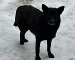 Собаки в Москве: Молодая девочка, добрая Девочка, 100 руб. - фото 3