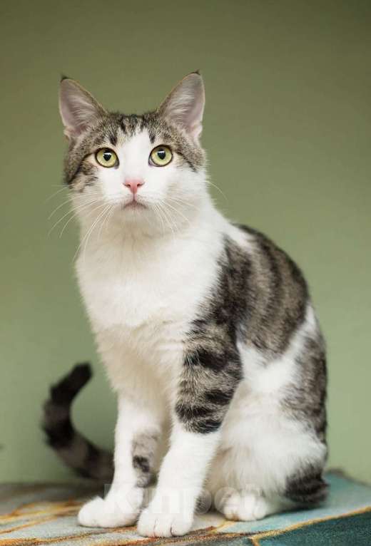 Кошки в Москве: Степан Мальчик, Бесплатно - фото 3