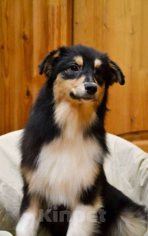 Собаки в Москве: Австралийская овчарка щенок  Девочка, 25 000 руб. - фото 1