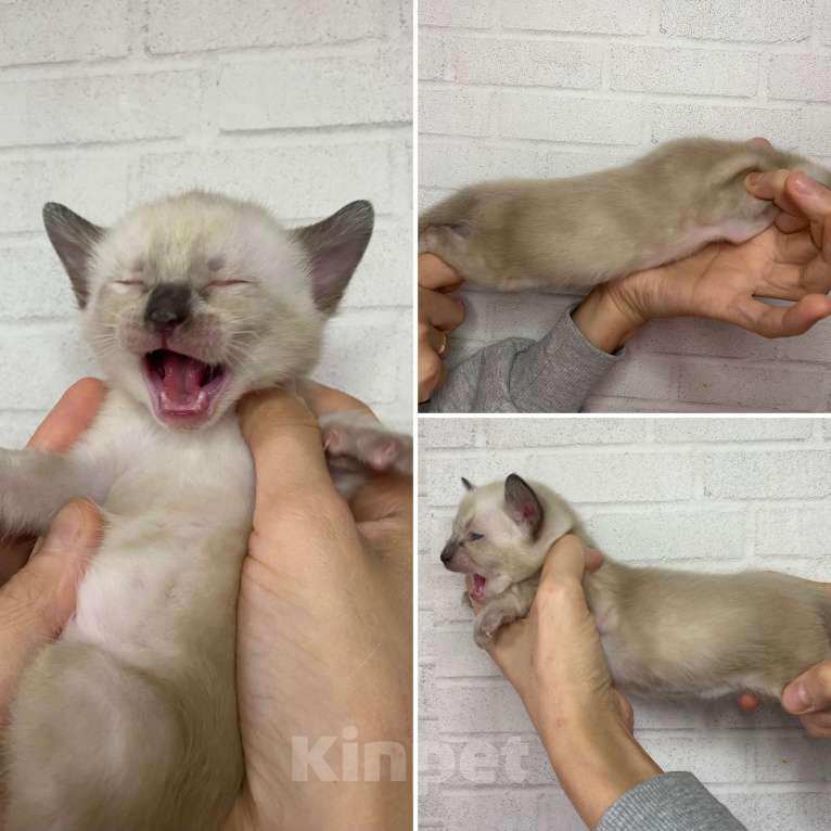 Кошки в Москве: Бенгальские котята Девочка, 30 000 руб. - фото 5