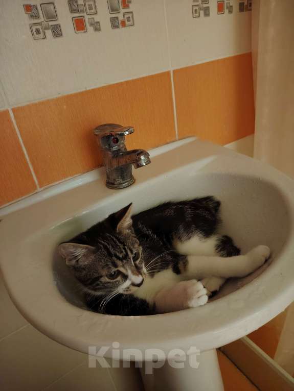 Кошки в других городах Краснодарского края: Очаровательная кошечка курильский бобтейл Девочка, 10 000 руб. - фото 4