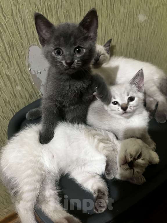 Кошки в других городах Воронежской области: Котята Девочка, Бесплатно - фото 3