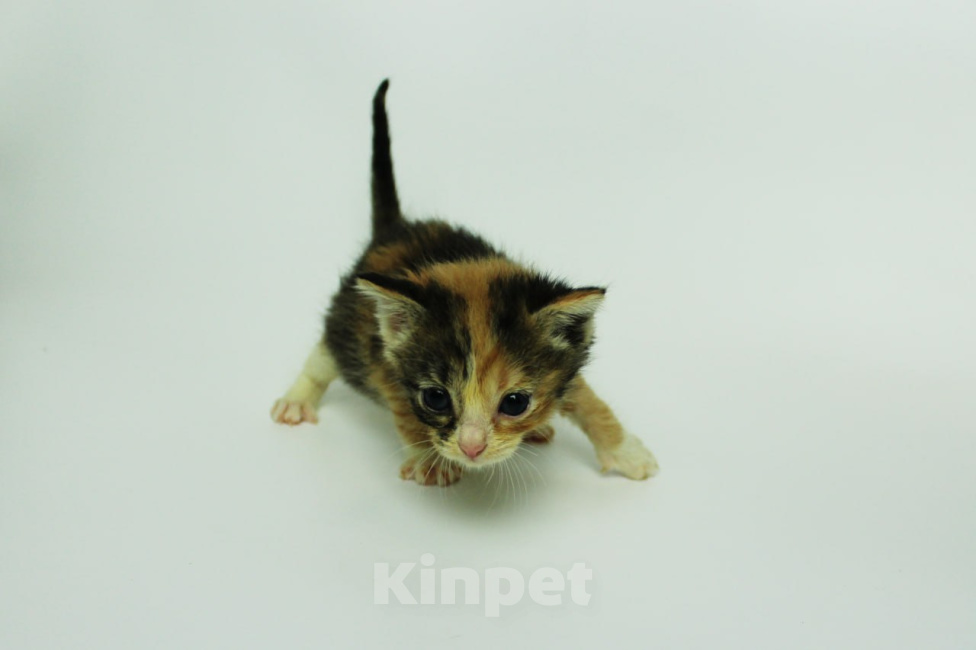 Кошки в Москве: Котенок в добрые руки Девочка, 10 руб. - фото 3