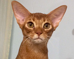 Кошки в Сочи: абиссинский котенок Мальчик, 40 000 руб. - фото 1