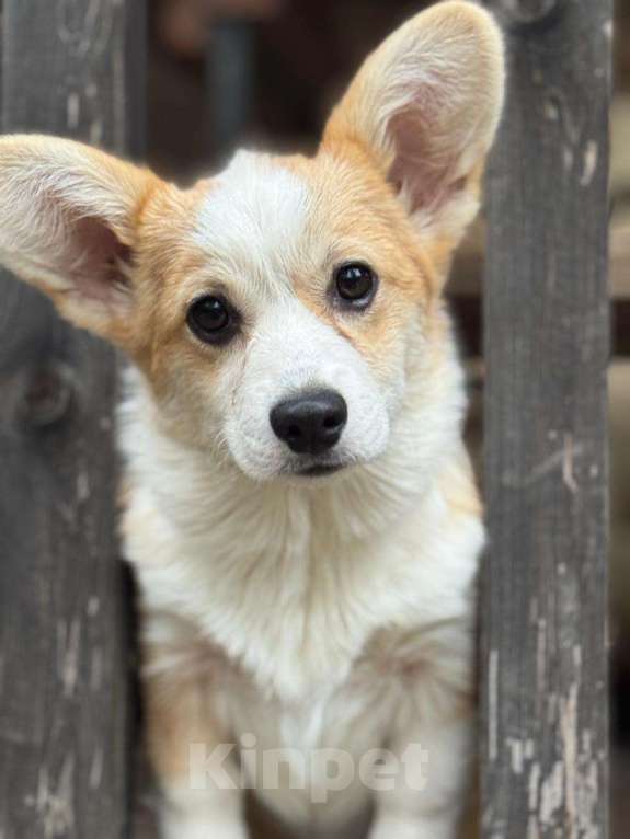 Собаки в Балашихе: Красивая девочка Вельш корги Пемброк Девочка, 50 000 руб. - фото 5